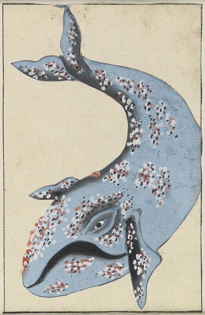 (WHALING--JAPAN.) Katsuma Ryushi [attributed to]. Group of 11 pen-and-ink and color studies of whales and whaling activities,